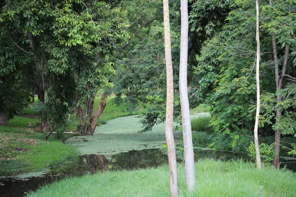 夏天的一天 池塘里美丽的风景 前面有一棵树 — 图库照片