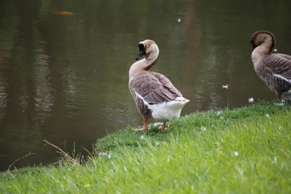 Kuşlar mavi gökyüzünde uçuyor.