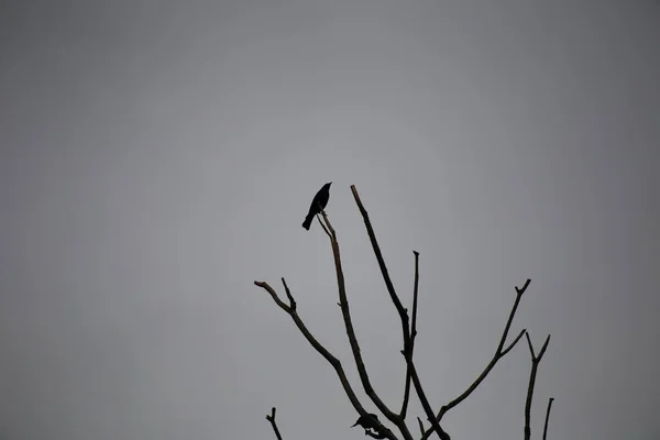 Bel Oiseau Dans Forêt — Photo