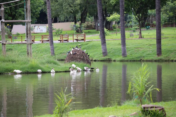 Parktaki gölün güzel manzarası
