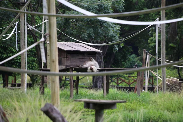 Büyük, kahverengi ve beyaz bir köpek bir dağ nehrinin çitlerinde oturuyor.