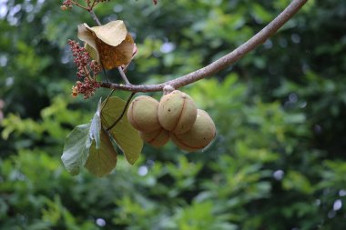 Olgun muzlar ağaçta