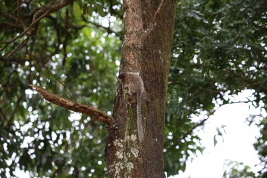 Ormandaki bir ağacın yakın çekimi.