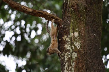 Ormanda ağaçta bir marmoset..