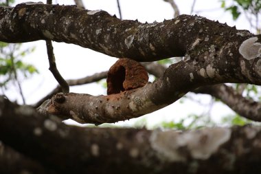 Meşe dalında yeşil ağaçlar