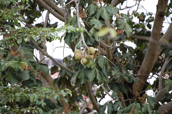 bir ağacın yeşil yaprakları