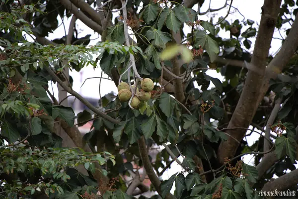 ormanda bir ağaç görünümü