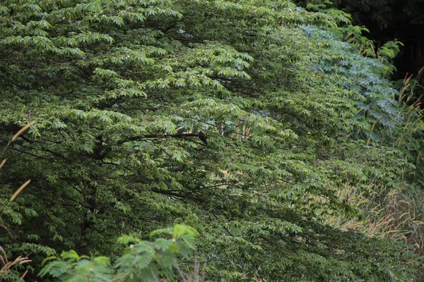 ormandaki bir ağaç üzerinde yeşil yosun