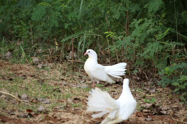 Ormandaki beyaz güvercin