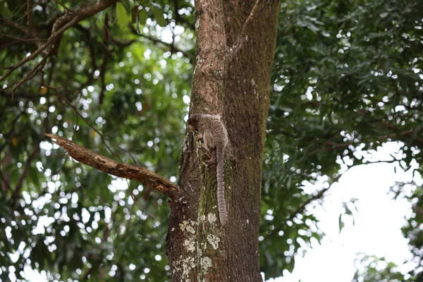 Ormandaki bir ağacın yakın çekimi.
