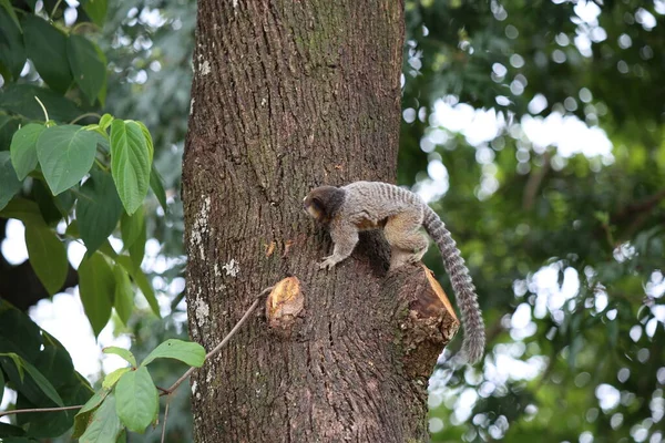 Macaco Está Sentado Árvore — Fotografia de Stock