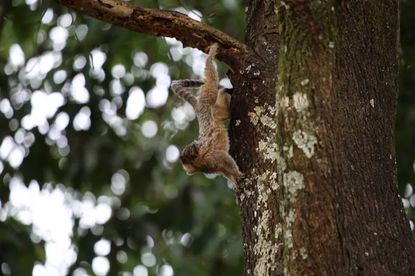 Ağaçtan sarkan bir marmoset.