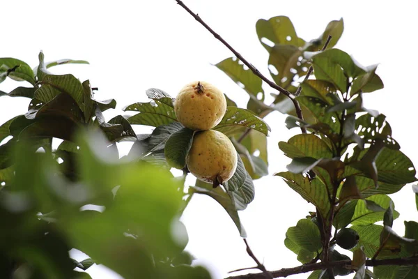 Olgun guava ile guava ağacı