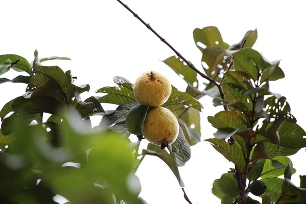 Olgun guava ile guava ağacı
