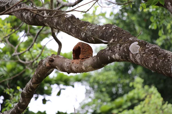 Güzel bir ağaç manzarası, yapraklar.