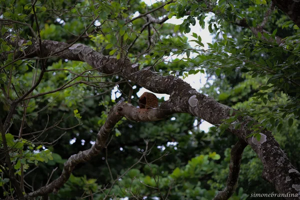 Arbre Dans Forêt — Photo