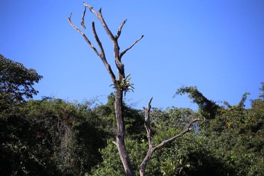 Güzel kuşun manzarası