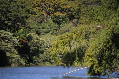 Yeşil orman arka planında küçük bir göl.