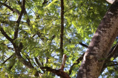 Yeşil ve turuncu ağaçların dikey odak noktası.