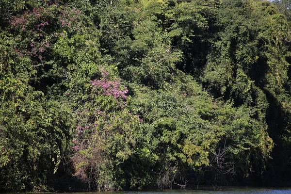 Parktaki tropik yeşil ağaç ve orman