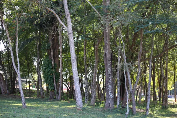Дерево Парке — стоковое фото