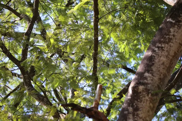 Yeşil ve turuncu ağaçların dikey odak noktası.