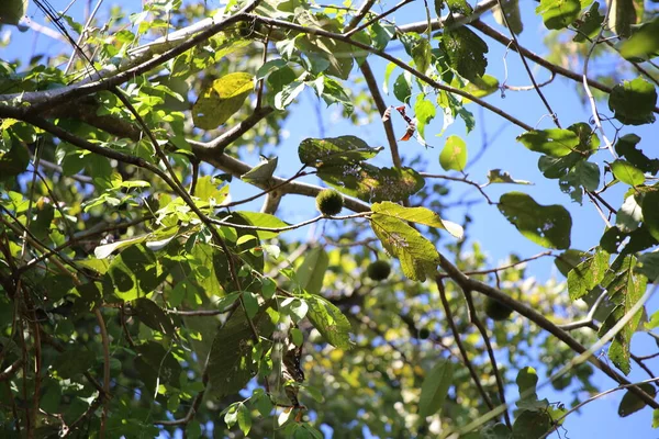 Yazın bir ormanın dalında bir ağacın tepesinde.