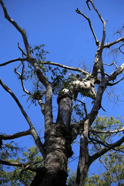 Ağaç gövdesi, yeşil gökyüzü, doğa arka planı