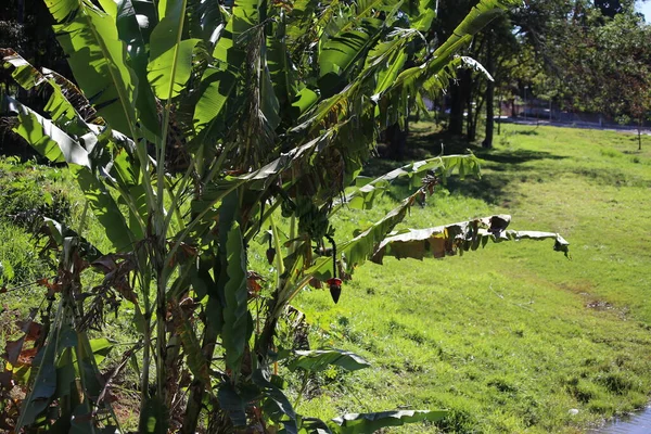 Parkta yeşil yapraklar