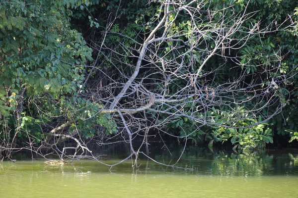 Ormanda yeşil çimenler