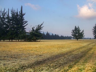 Paisaje de la Sabana de Bogot.