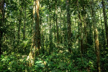 Fotografia de la selva amazonica.