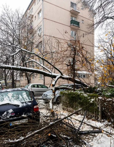 Belgrade Sérvia Dezembro 2021 Árvore Caiu Sobre Carro Esmagou Devido — Fotografia de Stock
