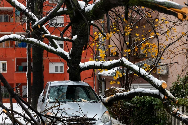 Árvore Alta Caiu Carro Esmagou Devido Forte Tempestade Neve — Fotografia de Stock
