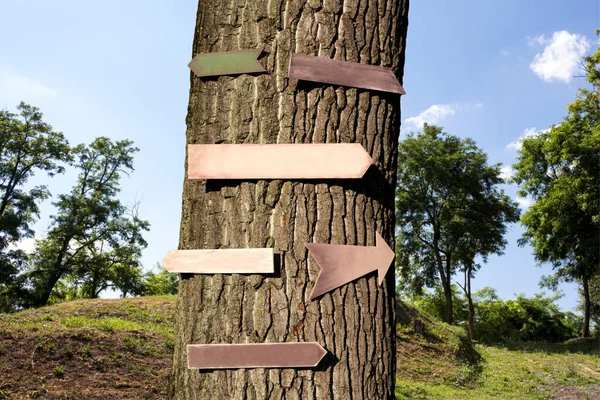 Wooden signs hanging on a tree trunk. Emty space, add text or logo