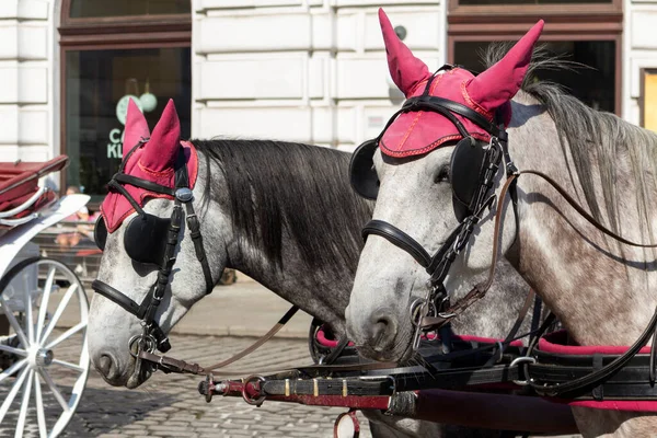Beautiful Horses Pulling Carriage Stephansplatz Vienna Austria — Stockfoto