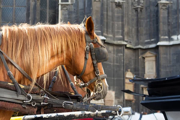 Kuda Kuda Cantik Menarik Kereta Stephansplatz Wina Austria — Stok Foto