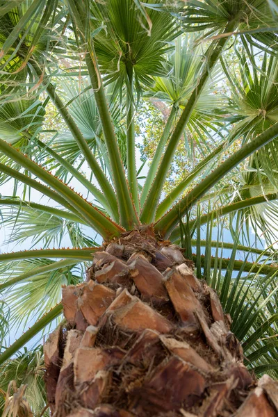 Palm Tree Shot Bottom — Fotografia de Stock