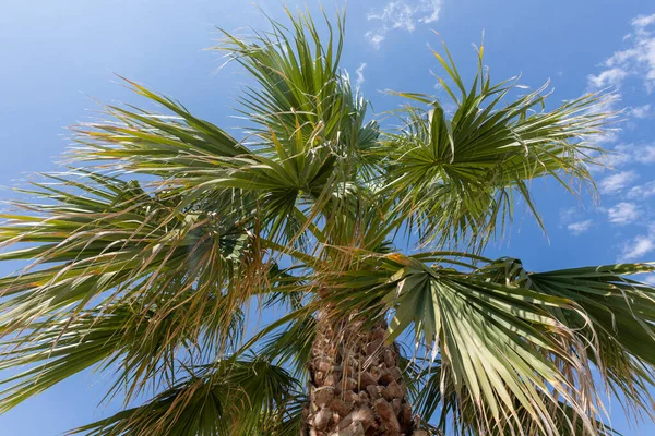 Palm Tree Leaves Bright Blue Sky Tree Canopy — Stock fotografie