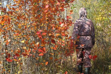 Ağaçlarda kırmızı yapraklar olan sonbahar ormanı ve turist üniforması içinde yürüyen bir insan.