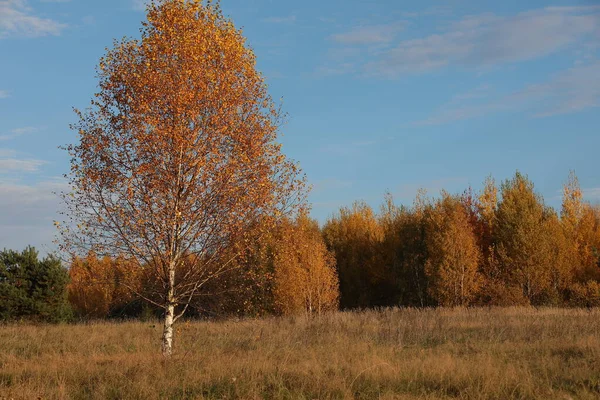 Autumn Landscape Yellowed Orange Foliage Trees — Stock Photo, Image