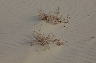 Kumda büyüyen iki kuru çöl bitkisi.