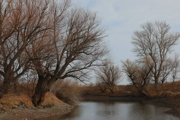 Fiume Autunno Inverno Con Foresta Nuda Foglie Cadute Alberi Paesaggio — Foto Stock