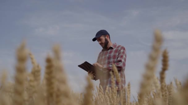 Ouvrier Agricole Dans Champ Maïs Utilisant Tablette Numérisation Agriculture Industrie — Video