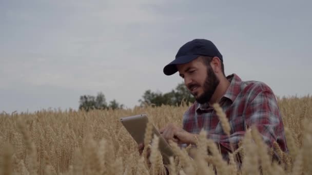 Digitalisierung Der Landwirtschaft Arbeiter Auf Einem Maisfeld Mit Tabletten Überwachung — Stockvideo