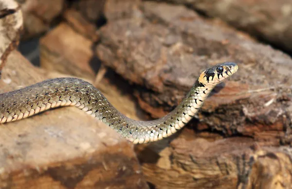 Serpenti selvatici su sfondo di legno, vita forestale, testa di serpente di primo piano, primo piano animale. — Foto Stock