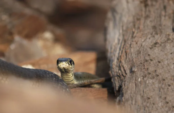 Serpentes selvagens em um fundo de madeira, Vida na floresta, Cabeça de cobra de close-up, Closeup animal. — Fotografia de Stock