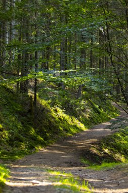 İlkbahar Yeşil Orman, ormanda muhteşem gün doğumu, Güneş ışınları Büyüleyici ve güçlü ağaçların arasından geçiyor.