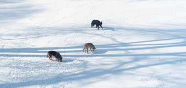 Üç köpek kışın karda avını arıyor. Birçok ayak izinin arasında.