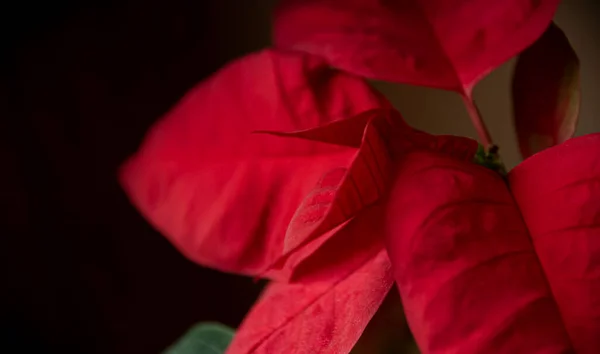 Closeup Red Poinsettias Euphorbia Pulcherrima Flower Christmas Star — Stock fotografie